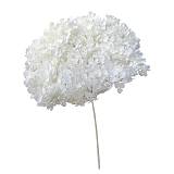 ΑΠΟΞΗΡΑΜΕΝA ΚΛΑΔΙΑ ΛΕΥΚΟ ΟΡΤΑΝΣΙΑ ΜΑΤΣΟ ~1-2τμχ - Υ55cm 20/ΚΙΒ