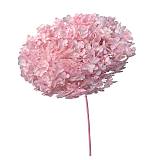 ΑΠΟΞΗΡΑΜΕΝA ΚΛΑΔΙΑ ΡΟΖ ΟΡΤΑΝΣΙΑ ΜΑΤΣΟ ~1-2τμχ - Υ55cm 20/ΚΙΒ