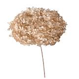 ΑΠΟΞΗΡΑΜΕΝA ΚΛΑΔΙΑ ΕΚΡΟΥ ΟΡΤΑΝΣΙΑ ΜΑΤΣΟ ~1-2τμχ - Υ55cm 20/ΚΙΒ