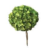 ΑΠΟΞΗΡΑΜΕΝA ΚΛΑΔΙΑ ΠΡΑΣΙΝΟ ΟΡΤΑΝΣΙΑ ΜΕΓΑΛΑ ΠΕΤΑΛΑ ΜΑΤΣΟ ~1-2τμχ - Υ65cm 20/ΚΙΒ