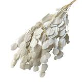 ΑΠΟΞΗΡΑΜΕΝA ΚΛΑΔΙΑ ΛΕΥΚΟ ΕΥΚΑΛΥΠΤΟΣ ΜΑΤΣΟ 100g - Υ75-80cm 50/ΚΙΒ