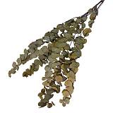 ΑΠΟΞΗΡΑΜΕΝA ΚΛΑΔΙΑ ΚΑΦΕ/ΠΡΑΣΙΝΟ ΕΥΚΑΛΥΠΤΟΣ ΜΑΤΣΟ 100g - Υ75-80cm 50/ΚΙΒ