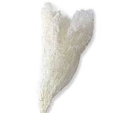 ΑΠΟΞΗΡΑΜΕΝA ΚΛΑΔΙΑ ΛΕΥΚΟ ΓΥΨΟΦΥΛΛΗ MILLION STARS ΜΑΤΣΟ 50gr - Y75-80cm 100/ΚΙΒ