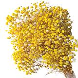 ΑΠΟΞΗΡΑΜΕΝA ΚΛΑΔΙΑ ΚΙΤΡΙΝΟ ΓΥΨΟΦΥΛΗ ΜΑΤΣΟ 100gr - Υ70-80cm 30/ΚΙΒ