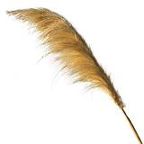 ΑΠΟΞΗΡΑΜΕΝΟ ΚΛΑΔΙ ΜΠΕΖ ΠΑΜΠΑΣ 1τμχ - Υ70-120cm 60/ΚΙΒ