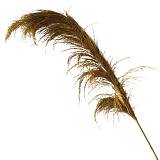 ΑΠΟΞΗΡΑΜΕΝΟ ΚΛΑΔΙ ΚΙΤΡΙΝΟ ΠΑΜΠΑΣ 1τμχ - Υ70-120cm 60/ΚΙΒ