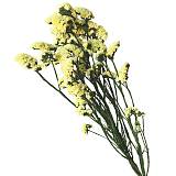 ΔΙΑΤΗΡΗΜΕΝA ΚΙΤΡΙΝΟ ΚΛΑΔΙΑ ΛΕΙΜΩΝΙΟ ΔΑΝΤΕΛΩΤΟ ΜΑΤΣΟ 120gr - Υ80cm 40/ΚΙΒ