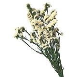 ΔΙΑΤΗΡΗΜΕΝA ΛΕΥΚΟ ΚΛΑΔΙΑ ΛΕΙΜΩΝΙΟ ΔΑΝΤΕΛΩΤΟ ΜΑΤΣΟ 120gr - Υ80cm 40/ΚΙΒ