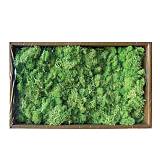 ΔΙΑΤΗΡΗΜΕΝΗ ΠΡΑΣΙΝΑΔΑ ΦΥΣΙΚΑ ΒΡΥΑ ΜΟΣΣ ΣΕ ΚΟΥΤΙ 500gr - 35x18x9cm 9/ΚΙΒ