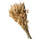 ΑΠΟΞΗΡΑΜΕΝΑ ΚΛΑΔΙΑ ΕΚΡΟΥ ΛΑΓΚΟΥΡΟΥΣ ΜΑΤΣΟ 100gr - Y65cm 50/ΚΙΒ