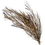 ΑΠΟΞΗΡΑΜΕΝΑ ΠΡΑΣΙΝΟ ΑΝΟΙΧΤΟ ΚΛΑΔΙΑ ΦΤΕΡΗΣ ΜΑΤΣΟ ~3τμχ - Υ120cm 70/ΚΙΒ