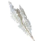 ΑΠΟΞΗΡΑΜΕΝA ΛΕΥΚA ΚΛΑΔΙΑ ΡΟΥΣΚΟΣ ΜΑΤΣΟ 40-50g - Υ70cm 80/ΚΙΒ