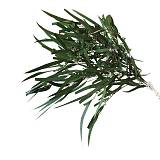 ΑΠΟΞΗΡΑΜΕΝΑ ΚΛΑΔΙΑ ΠΡΑΣΙΝΟ ΕΥΚΑΛΥΠΤΟΣ ΙΤΙΑ-ΜΕΝΤΑ ΜΑΤΣΟ 100g - Υ65 cm 50/ΚΙΒ