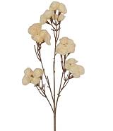 ΚΛΑΔΙ ΜΕ ΛΟΥΛΟΥΔΙΑ ΙΒΟΥΑΡ