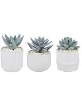 παχύφυτο σε κασπώ κεραμ.λευκό 3σχέδια 6x10cm