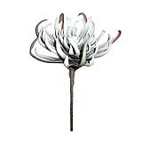 FOAM ΓΚΡΙ ΑΓΚΙΝΑΡΑ Y82cm. 12/120ΚΙΒ