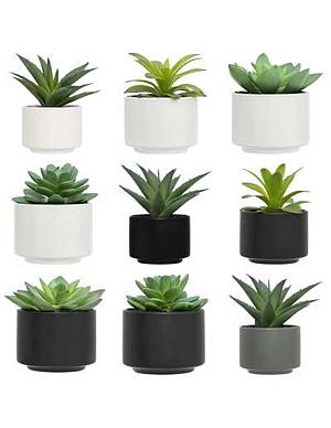 Κάκτος σε κασπώ 13εκ.