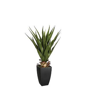 Κάκτος σε κασπώ 73εκ.