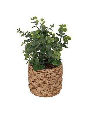 Ευκάλυπτος σε κεραμικό κασπώ 12x27cm