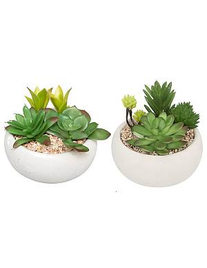 Παχύφυτα σε λευκό κεραμ.κασπώ 10cm