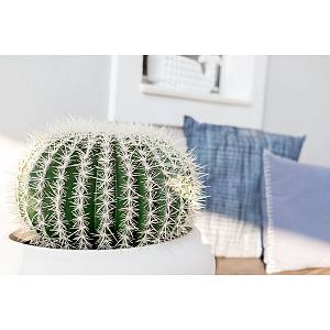 FEROCACTUS ΦΥΤΟ ΤΕΧΝΗΤΟ ΣΕ ΓΛΑΣΤΡΑ 25x25x33cm ΥΦΑΣΜΑ ΠΡΑΣΙΝΟ ΛΕΥΚΟ ΠΛΑΣΤΙΚΟ
