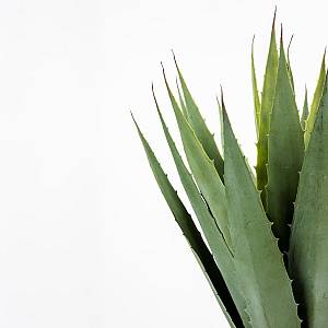 AGAVE ΦΥΤΟ ΤΕΧΝΗΤΟ ΣΕ ΓΛΑΣΤΡΑ 58cm PVC ΠΡΑΣΙΝΟ ΜΑΥΡΟ ΤΣΙΜΕΝΤΟ