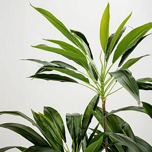 VELVET TREE ΔΕΝΤΡΟ ΤΕΧΝΗΤΟ ΣΕ ΓΛΑΣΤΡΑ 140cm PVC ΠΡΑΣΙΝΟ ΜΑΥΡΟ ΤΣΙΜΕΝΤΟ