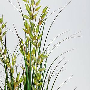OAT GRASS ΦΥΤΟ ΤΕΧΝΗΤΟ ΣΕ ΓΛΑΣΤΡΑ 120cm PVC ΠΡΑΣΙΝΟ