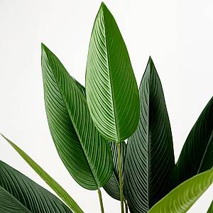 PARADISE BIRD ΔΕΝΤΡΟ ΤΕΧΝΗΤΟ ΣΕ ΓΛΑΣΤΡΑ 160cm POLYESTER ΠΡΑΣΙΝΟ