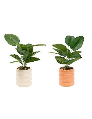 Φυτό σε κασπώ χρώματα 23,5x45cm