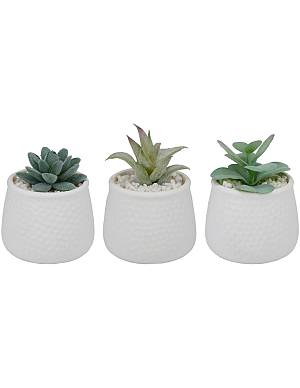 παχύφυτο σε κασπώ κεραμ.λευκό 3σχέδια 8,5x12cm