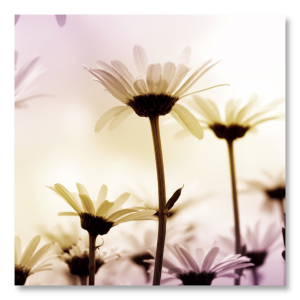 M126 - Πίνακας μαργαρίτες