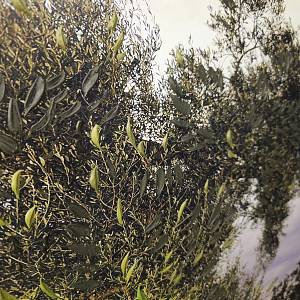 HK0138 - Πίνακας ελιά