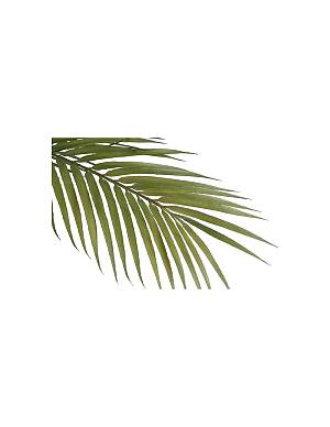 Αρέκα σε κασπώ 45x120εκ.