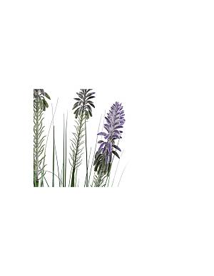 Neobartsia λιλά σε κασπώ 120εκ.