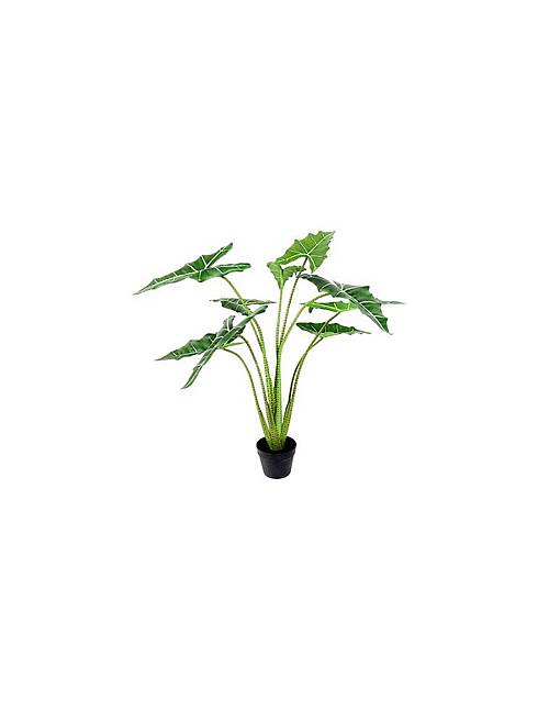 Φύκος σε κασπώ Η120cm