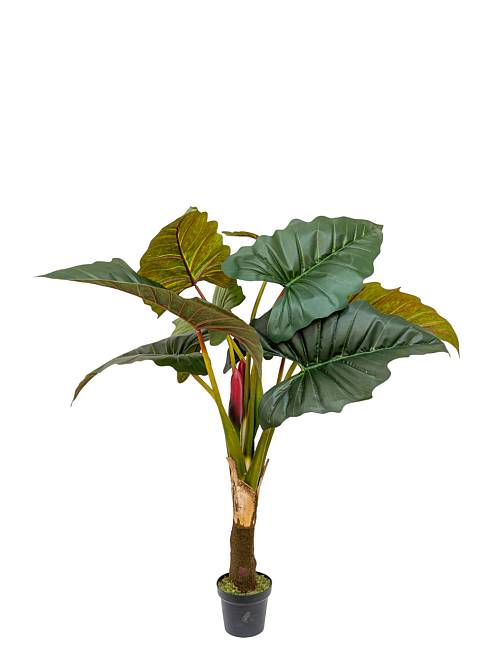 ΦΥΤΟ ΚΟΛΟΚΑΣΙΑ (COLOCASIA ESCULENTA)  ΜΕ ΓΛΑΣΤΡΑ  ΜΕΓΕΘΟΣ  165ΕΚ