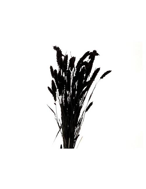 Setaria μαύρο Η70cm