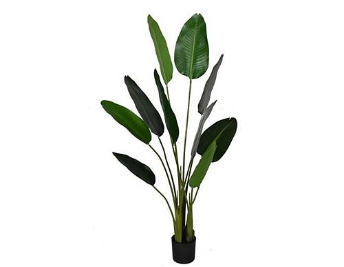 Φυτό Στρελίτζια σε κασπώ 150cm