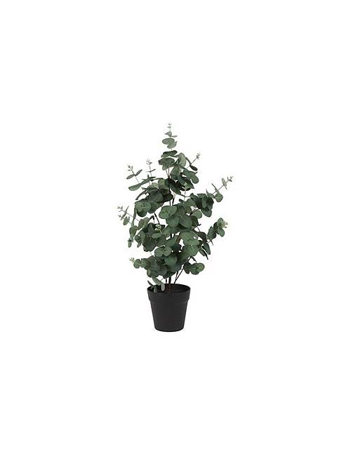 Ευκάλυπτος σε κασπώ Φ35 Η65cm