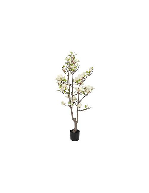 Μανόλια λευκή σε κασπώ 80xΗ150cm