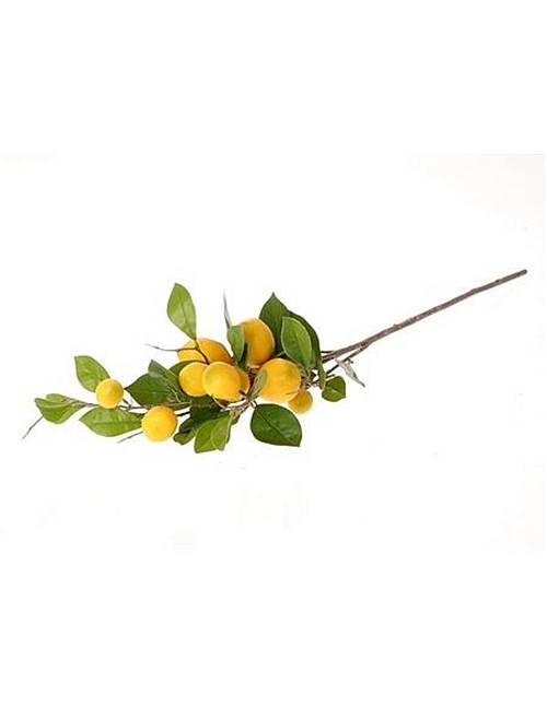 Κλαδί λεμονιάς Η90cm
