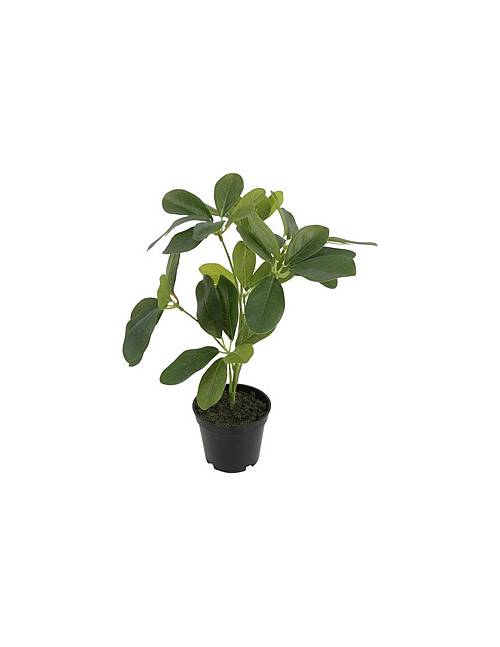 Φυτό "Schefflera" σε κασπώ 23x30cm