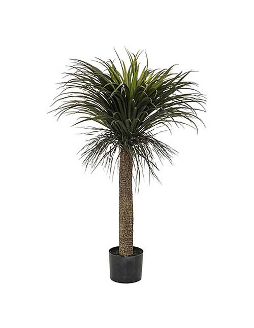 Τροπικό Yucca σε κασπώ Η150cm