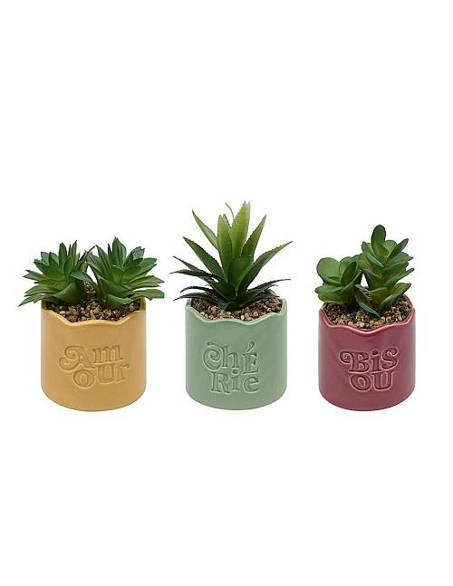 Παχύφυτο σε κεραμικό κασπώ 3χρώματα 13x10x14,5cm