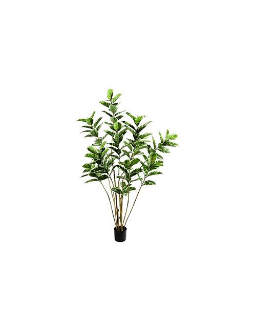 Φίκος elastica σε κασπώ 75x180cm