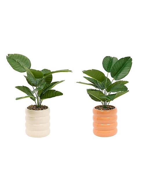 Φυτό σε κασπώ χρώματα 23,5x45cm