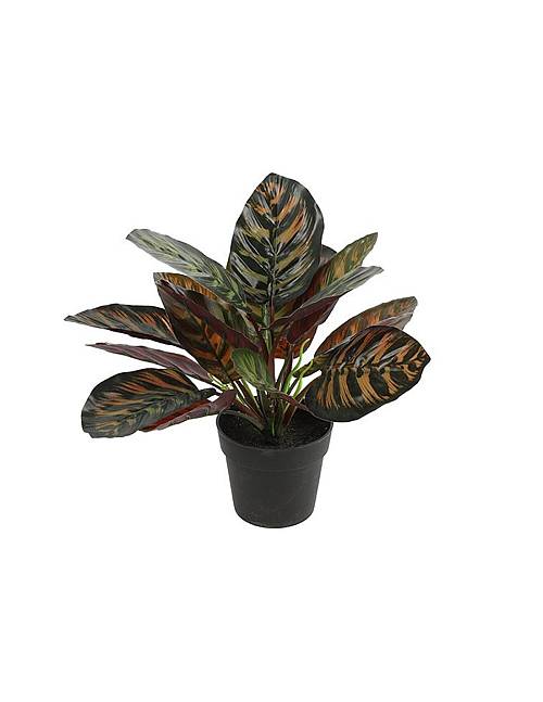 Καλαθέα σε κασπώ 28εκ.