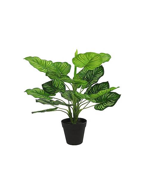 Μαράντα σε κασπώ 45εκ.