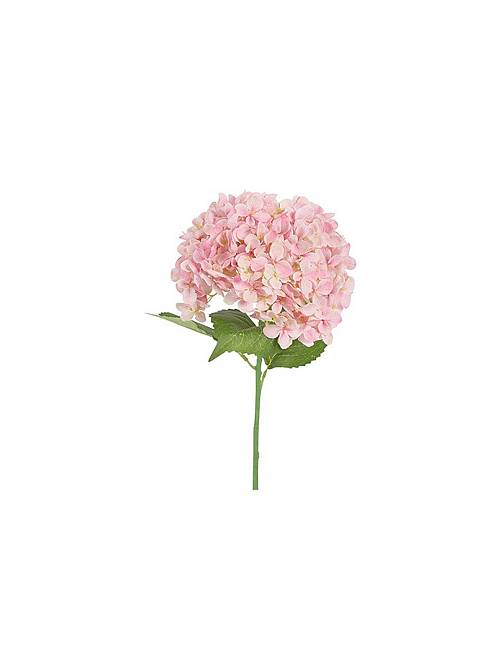 Ορτανσία κλαδί ροζ 70εκ.